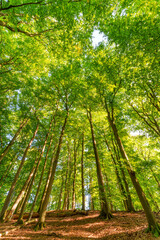 early autumn forest with setting sun shining through leaves and branches. Nature, environment and sustainability concepts, beech trees and sunstar