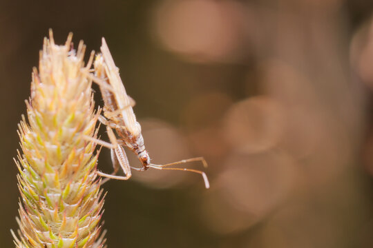 Berytinus (stilt bug from Berytidae family) sitting on grass inflorescence against brown background.