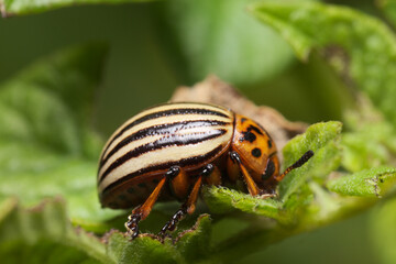 Side view of the Colorado potato beetle imago (Leptinotarsa decemlineata) sitting on a potato leaf.