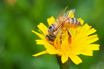 A bee pollinating and drinking nectar from a sow thistle (Sonchus) flower.