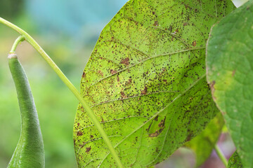 A bean leaf with visible symptoms of rust disease in the form of dark brown or black lumps of...