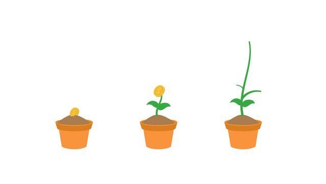 animation of growing money plant.  investment, savings, long term, interest.