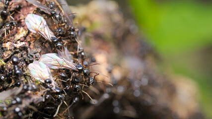 A colony of ants with a close-up of the winged ones.