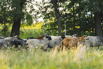 Obraz premium Sheep on pasture, organic farming concept. High quality photo