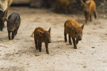 Free range little Mangalitsa piglets outside on organic farm. High quality photo