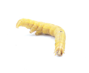 Naklejka premium Brown inchworm or inch worm larva caterpillar. Mocis marcida, the withered mocis, is a species of moth of the family Erebidae. isolated on white background front face view
