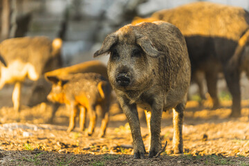 Mangalica pig with other pigs in the background outdoors on an organic farm. High quality photo