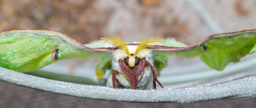 New adult Luna or moon velvet moth - Actias luna - fresh still filling wings full of fluid. Lime green wing color with red rust orange edge trim and legs. Fuzzy and furry texture front face view - Powered by Adobe