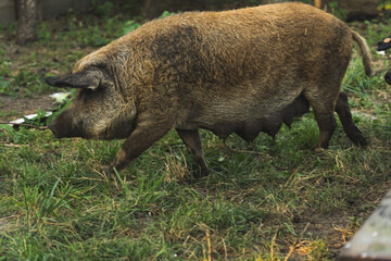 Mangalica feeding female pig, organic free range farm. High quality photo
