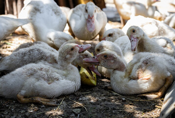 A lot of ducks eat cut up zucchini.