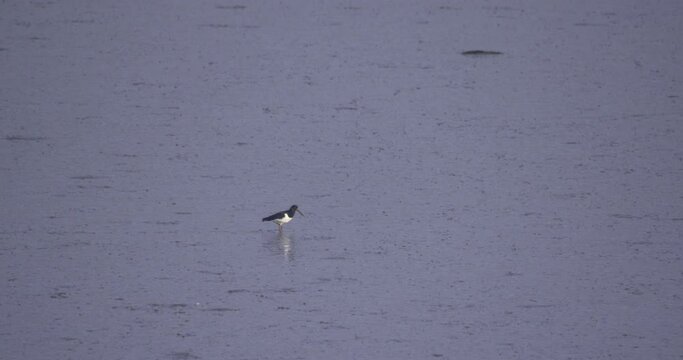 Oystercatcher wetland wading bird feeding on river bed