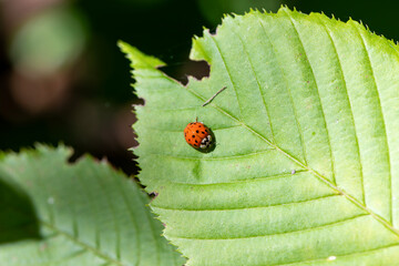 A ladybug on a leaf in Ontario Canada.