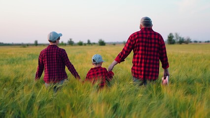 Happy family of farmers with child, are walking run on wheat field. Slow motion. Mom dad child run, walk hand in hand. Mother, father and little son enjoying nature together, outdoor. Upbringing kid