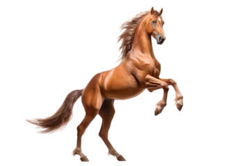 Poster Horse isolated on transparent background rearing. Animal right side portrait. © Laser Eagle