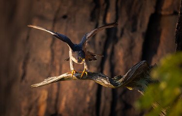 Fototapete bei efototapeten.de bestellen   