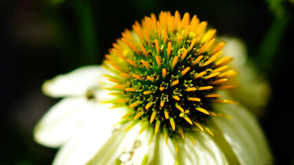 Close-up of a white and yellow echinacea flower with a blurred background