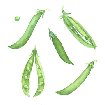 Watercolor illustration of green peas pods. Set of vector design elements isolated on white background