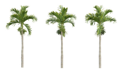 Areca catechu palm tree on transparent background, tropical plant, 3d render illustration. - obrazy, fototapety, plakaty