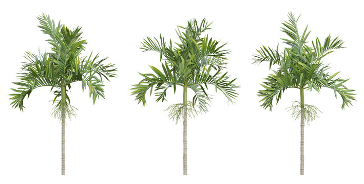 Areca catechu palm tree on transparent background, tropical plant, 3d render illustration.
