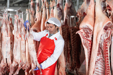 Male butcher looking at lamb carcass in meat storage