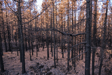 Landscape of pine forest burned in a forest fire in Tenerife. Environmental disaster and climate crisis.
