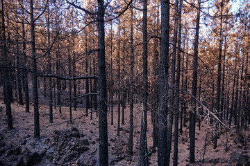 Landscape of pine trees burned in a forest fire in Tenerife. Environmental disaster and climate crisis.