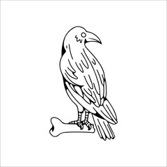 vector illustration of crow outline