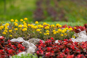 Flowers in a flower bed Marigolds. Greening the urban environment. Background with selective focus