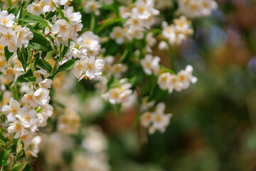 Flowering bushes. Background with selective focus and copy space
