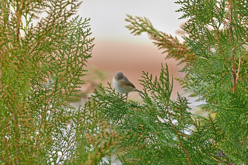 Common Chiffchaff (Phylloscopus collybita) on a branch.
