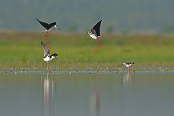 A group of Black-winged Stilts (Himantopus himantopus) in the lake. reflection and green background. courtship behaviour of birds