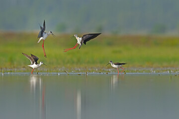 A group of Black-winged Stilts (Himantopus himantopus) in the lake. reflection and green background. courtship behaviour of birds