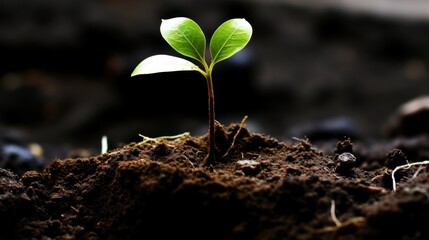 A small sapling is just emerging from the ground