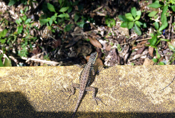 Master of Camouflage, Lizard's Perfect Blend on Cement Wall