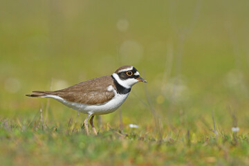 Little Ringed Plover (Charadrius dubius) feeding on green grass.