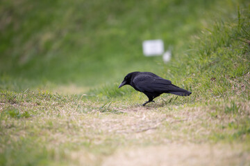 crow japan