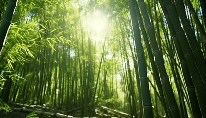 Fototapeta premium Sunlight streaming through a bamboo forest