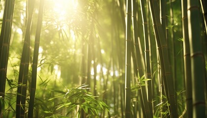 Sunlight streaming through bamboo trees