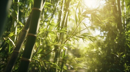 Fototapeta na wymiar The sun shining through a grove of bamboo trees