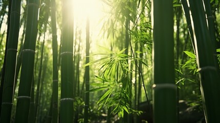 Sunlight streaming through a serene bamboo forest