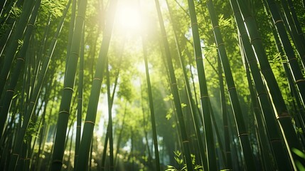 Sunlight filtering through a dense bamboo forest
