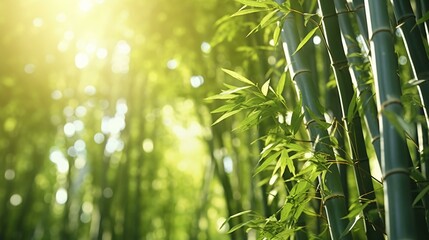A beautiful bamboo tree bathed in sunlight
