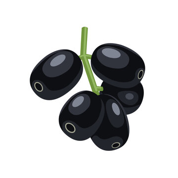 Vector illustration, Jambolan plum or Javanese plum, scientific name Syzygium cumini, isolated on a white background, exotic fruit as a medicinal herb.