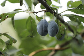 plums on tree