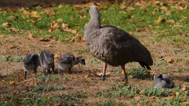 A cape barren goose with it's chicks moving around on a meadow.