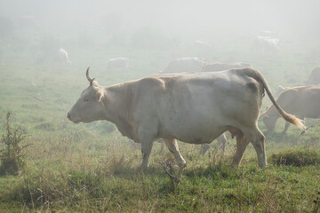 A herd of cows graze on a mountain meadow in the morning mist