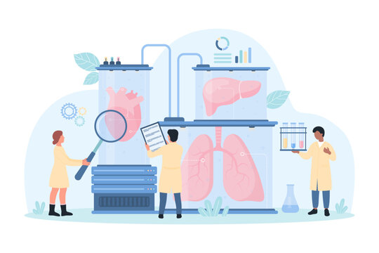 Bioartificial human organ for transplantation vector illustration. Cartoon tiny scientists with magnifying glass study lungs, liver and heart inside medical biotech laboratory equipment of future