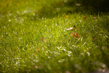 grass in the morning