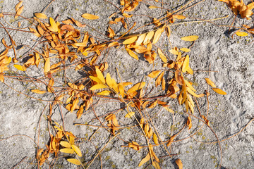autumn honey locust leaves on stone