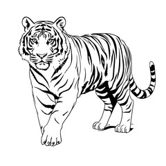Simple Hand drawn Tiger Coloring Page Illustration